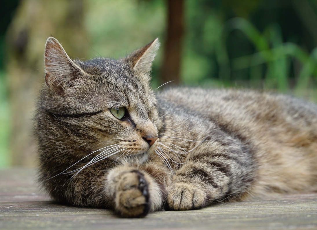 Kater Kurt auf dem Gelände der Reitschule Möllers in Drensteinfurt