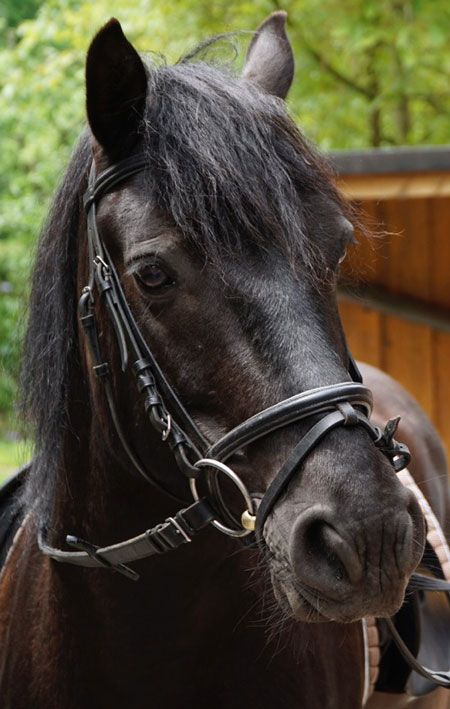 Ari, das fortgeschrittene Connemara Pony der Reitschule Möllers - 140 cm groß, gut ausgebildet für Dressurlektionen