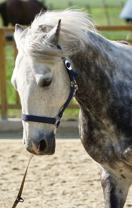 Rossi, das kleinste Connemara Pony der Reitschule Möllers - 139 cm groß, für fortgeschrittene Anfänger